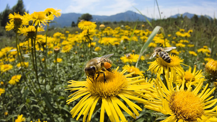 cross-pollination